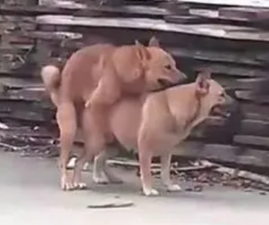 LoveFactor屁股型充气炮架评测！低配版大臀玩具，高兼容性大入口！21