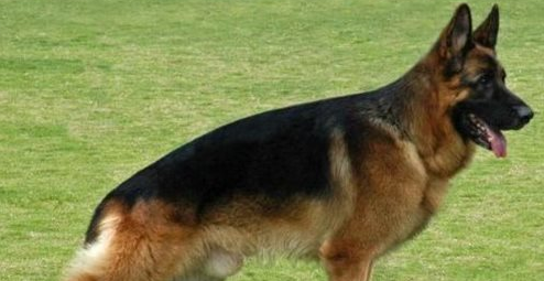 小萌兔三点10频震动防水按摩器-让小穴淹大水的萌宠阿~