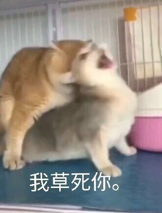 “纯爱战士，不怕困难！！”对子哈特蜜壶四代（高刺激）测评/3.5星推荐[db:副标题]