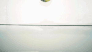 “逗豆鸟”我们大胆的寻找身体的快乐