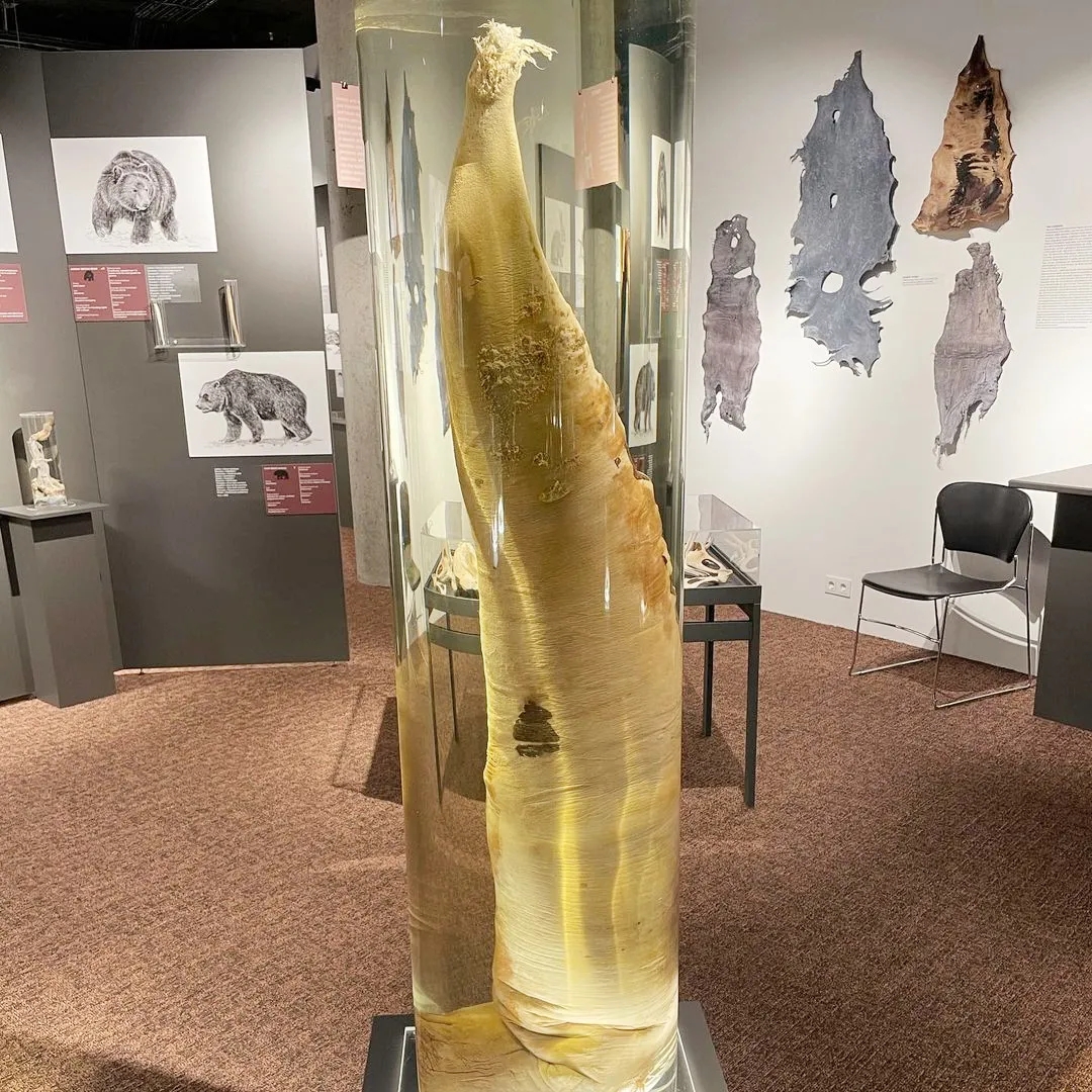 【吴小飘玩测评】神奇丁丁和它的好朋友2 【吴小飘玩测评】神奇丁丁和它的好朋友