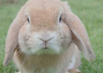 景兴疯狂兔子按摩棒测评